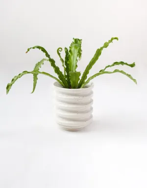 Ribbed Planters